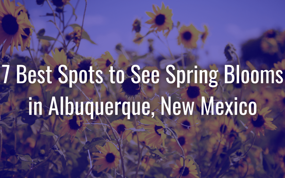 7 Best Spots to See Spring Blooms in Albuquerque, New Mexico